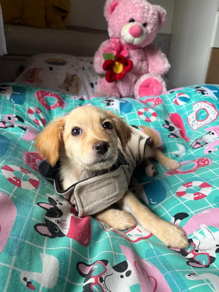 Cachorro ra a SRD-ViraLata idade 2 a 6 meses nome Ana Rosa