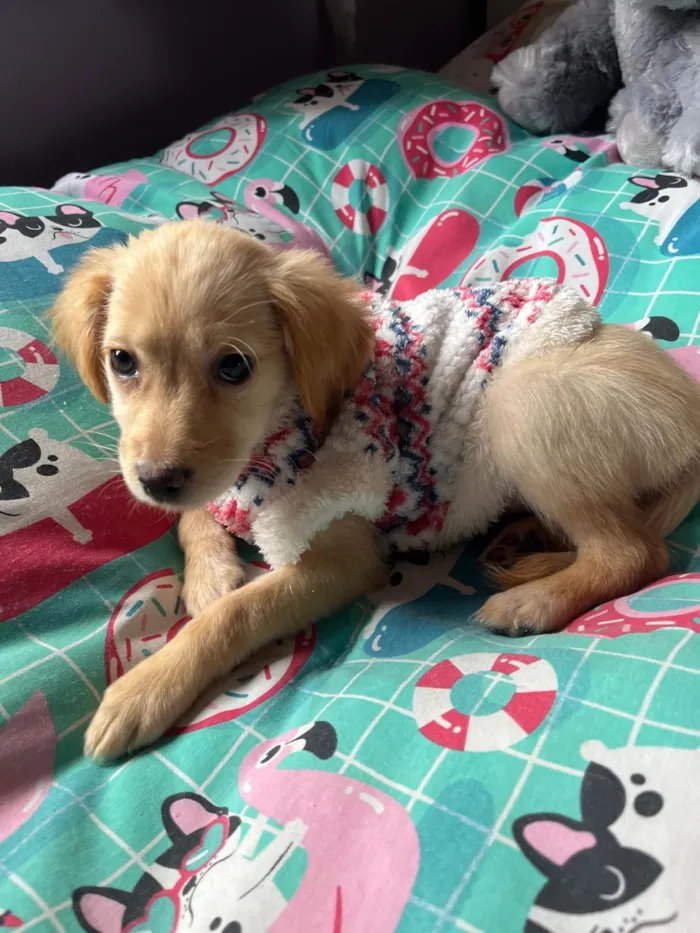 Cachorro ra a SRD-ViraLata idade 2 a 6 meses nome Ana Rosa