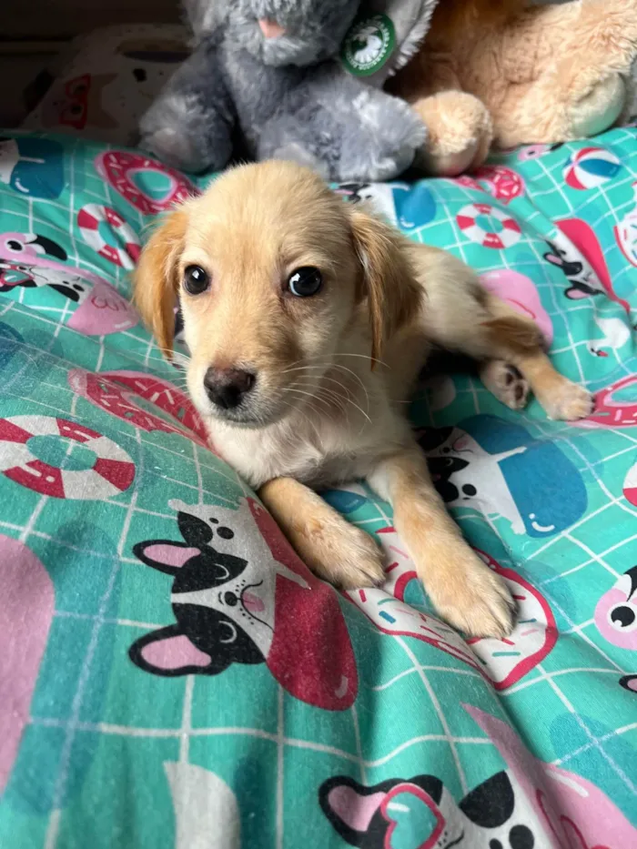 Cachorro ra a SRD-ViraLata idade 2 a 6 meses nome Ana Rosa