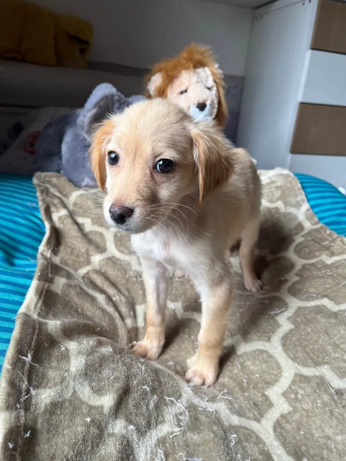Cachorro ra a SRD-ViraLata idade 2 a 6 meses nome Ana Rosa