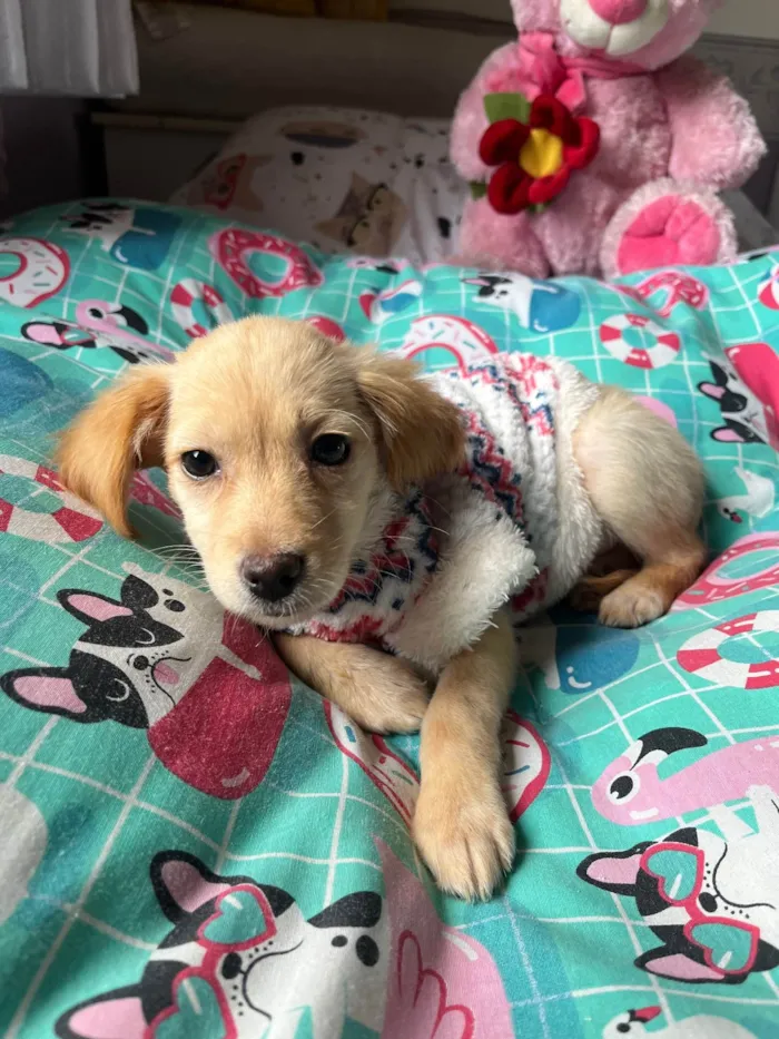 Cachorro ra a SRD-ViraLata idade 2 a 6 meses nome Ana Rosa