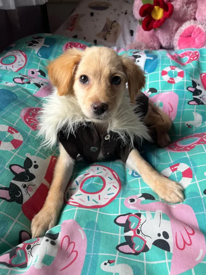 Cachorro ra a SRD-ViraLata idade 2 a 6 meses nome Ana Rosa