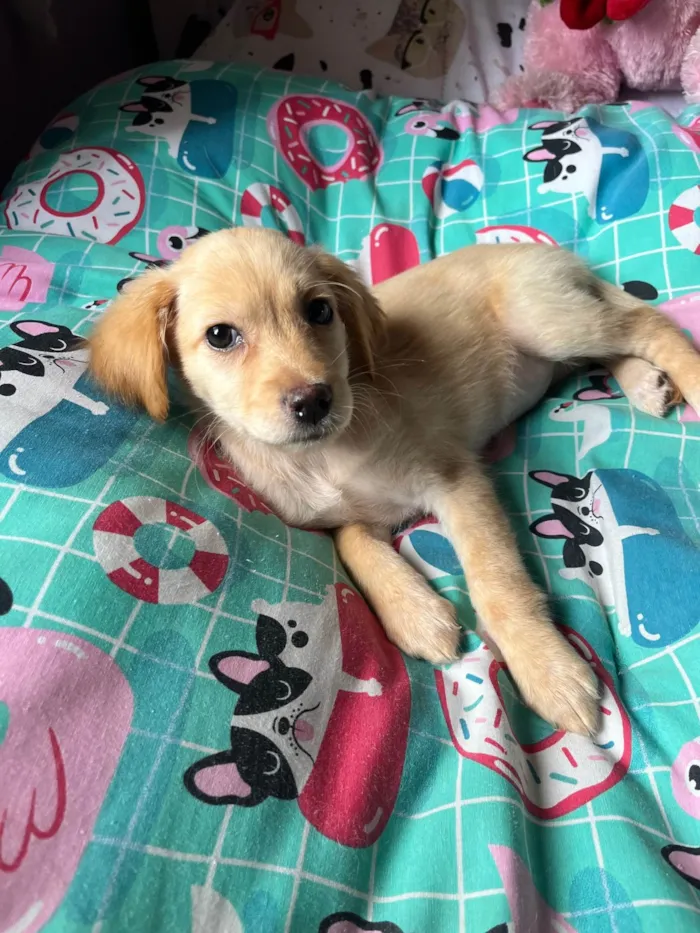Cachorro ra a SRD-ViraLata idade 2 a 6 meses nome Ana Rosa