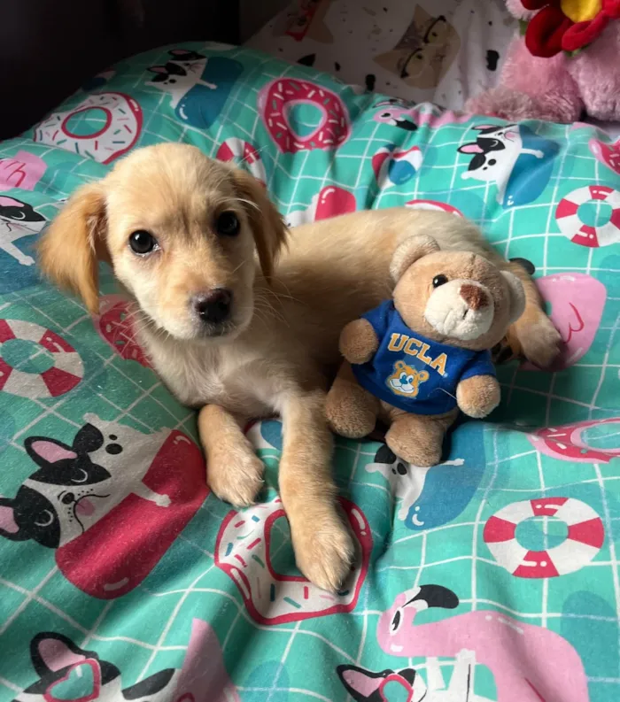 Cachorro ra a SRD-ViraLata idade 2 a 6 meses nome Ana Rosa