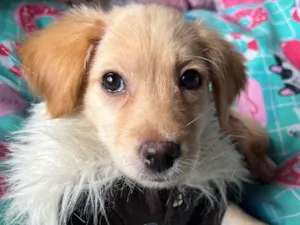 Cachorro raça SRD-ViraLata idade 2 a 6 meses nome Ana Rosa