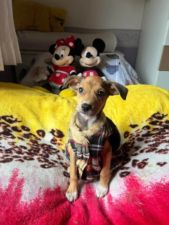 Cachorro ra a SRD-ViraLata idade 2 a 6 meses nome Ana Rita