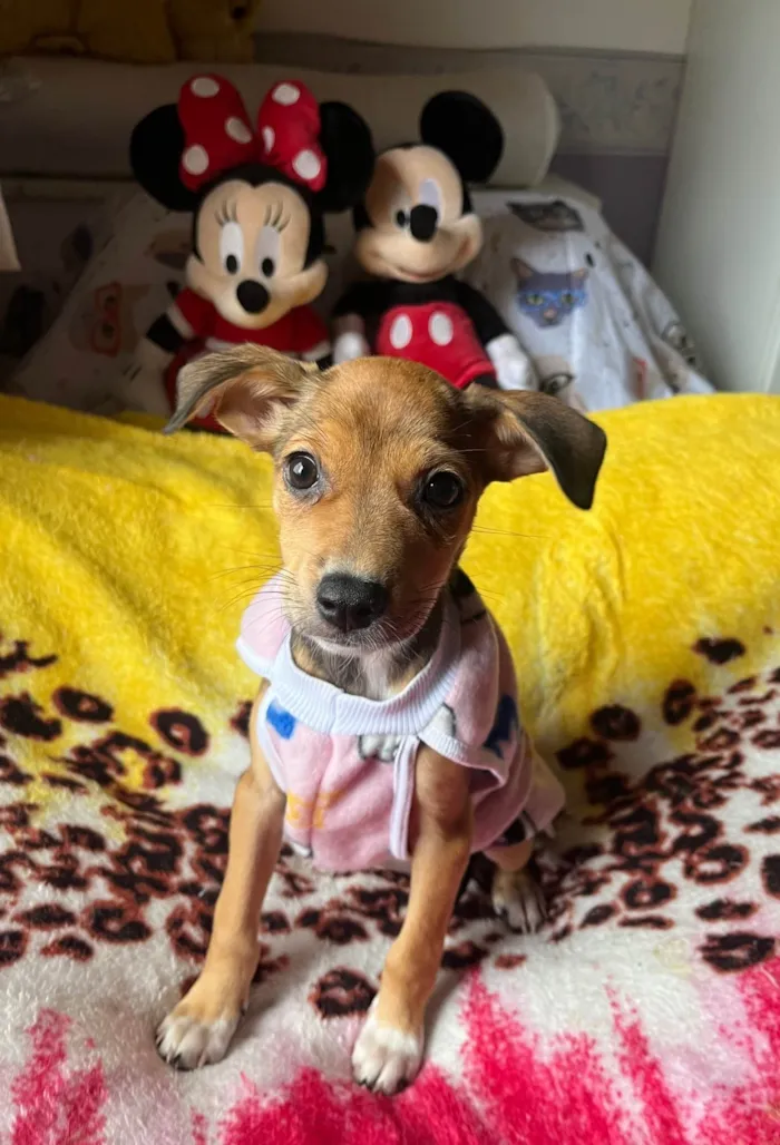 Cachorro ra a SRD-ViraLata idade 2 a 6 meses nome Ana Rita