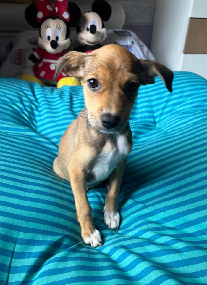 Cachorro ra a SRD-ViraLata idade 2 a 6 meses nome Ana Rita