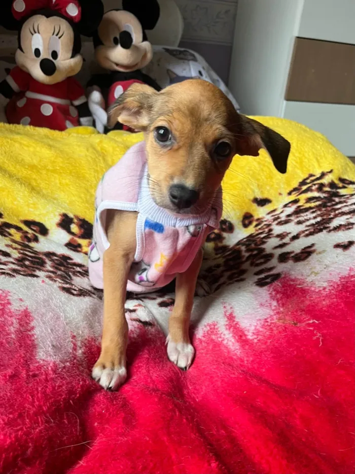 Cachorro ra a SRD-ViraLata idade 2 a 6 meses nome Ana Rita
