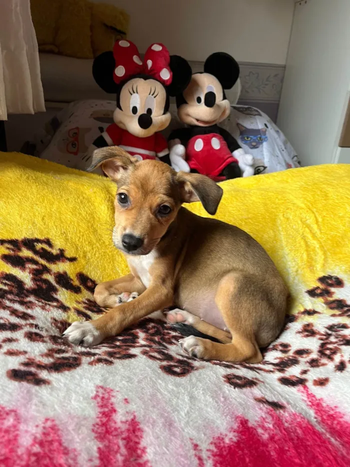 Cachorro ra a SRD-ViraLata idade 2 a 6 meses nome Ana Rita
