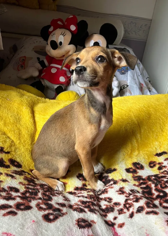 Cachorro ra a SRD-ViraLata idade 2 a 6 meses nome Ana Rita