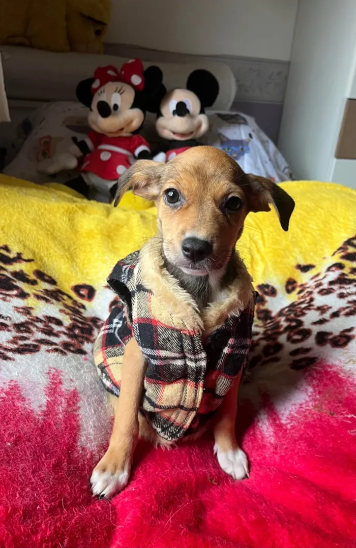 Cachorro ra a SRD-ViraLata idade 2 a 6 meses nome Ana Rita