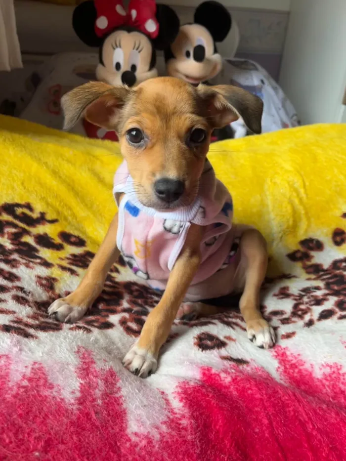 Cachorro ra a SRD-ViraLata idade 2 a 6 meses nome Ana Rita