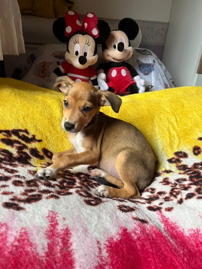 Cachorro ra a SRD-ViraLata idade 2 a 6 meses nome Ana Rita