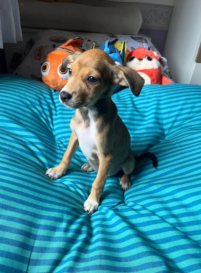 Cachorro ra a SRD-ViraLata idade 2 a 6 meses nome Ana Rita