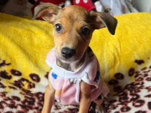 Cachorro raça SRD-ViraLata idade 2 a 6 meses nome Ana Rita