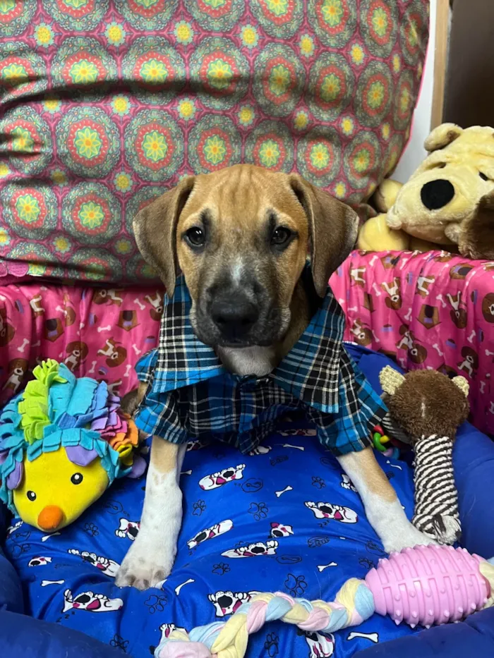 Cachorro ra a SRD-ViraLata idade 2 a 6 meses nome Marley