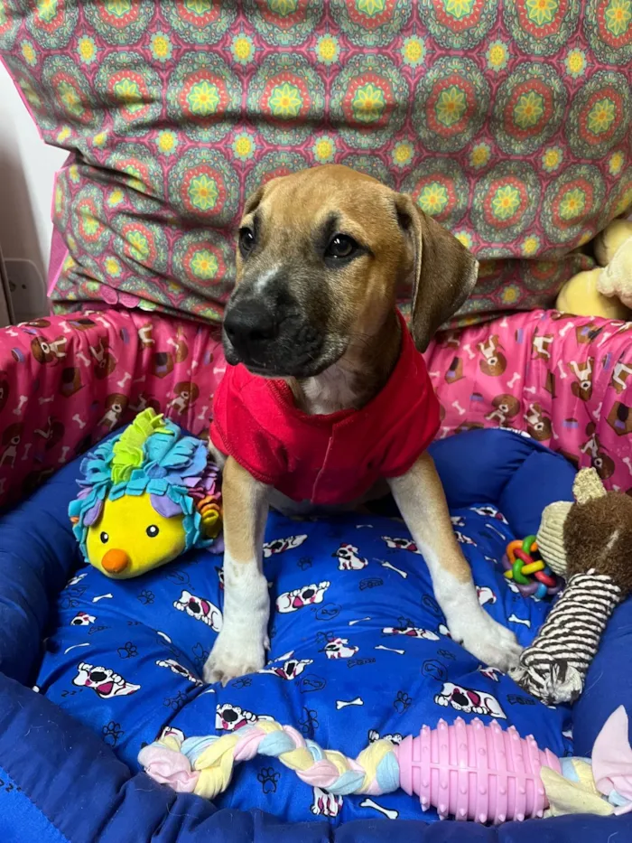 Cachorro ra a SRD-ViraLata idade 2 a 6 meses nome Marley