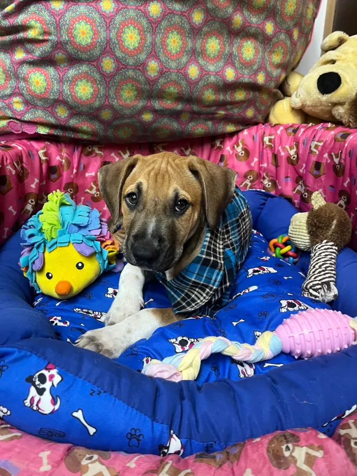 Cachorro ra a SRD-ViraLata idade 2 a 6 meses nome Marley