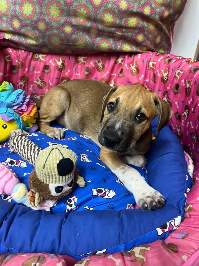 Cachorro ra a SRD-ViraLata idade 2 a 6 meses nome Marley