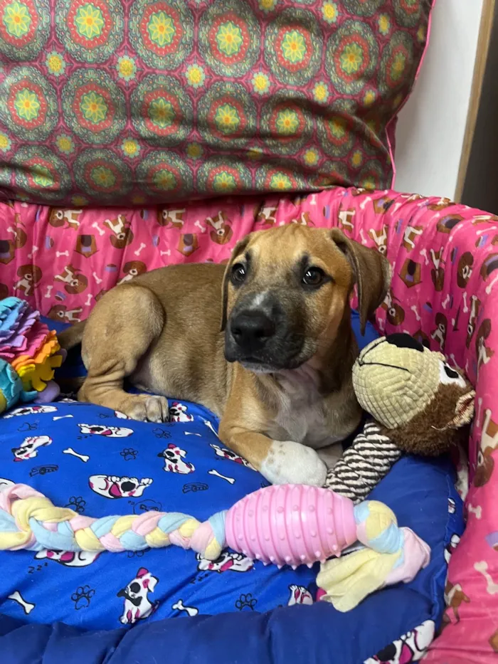 Cachorro ra a SRD-ViraLata idade 2 a 6 meses nome Marley