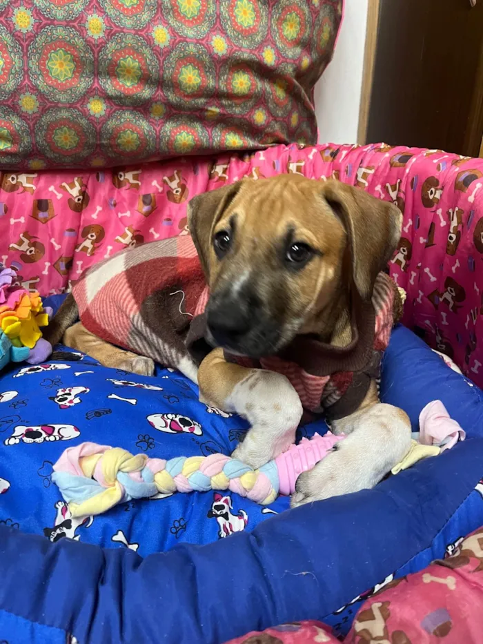 Cachorro ra a SRD-ViraLata idade 2 a 6 meses nome Marley