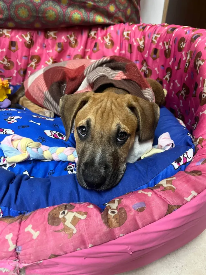 Cachorro ra a SRD-ViraLata idade 2 a 6 meses nome Marley