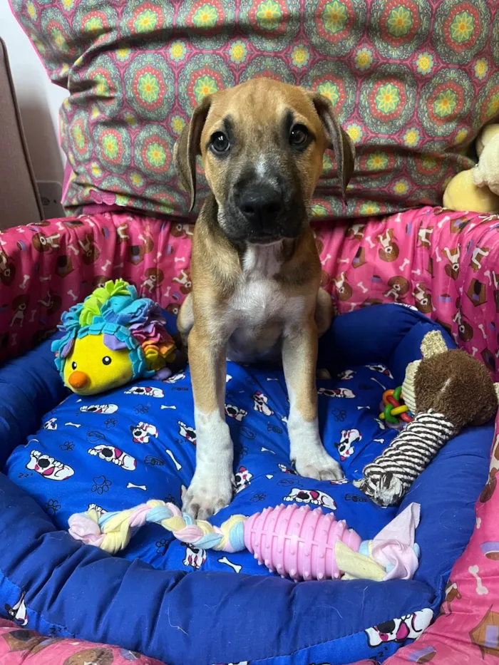Cachorro ra a SRD-ViraLata idade 2 a 6 meses nome Marley