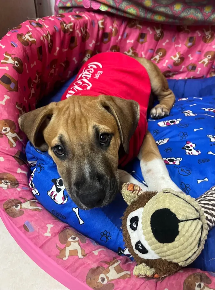 Cachorro ra a SRD-ViraLata idade 2 a 6 meses nome Marley