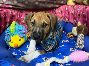 Cachorro raça SRD-ViraLata idade 2 a 6 meses nome Marley
