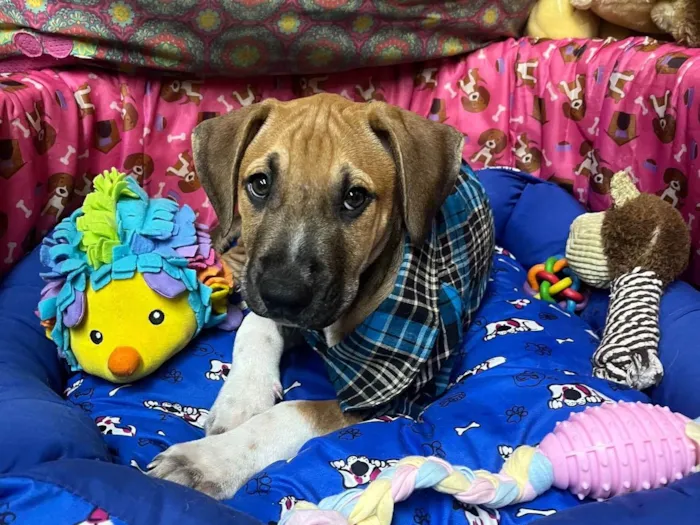 Cachorro ra a SRD-ViraLata idade 2 a 6 meses nome Marley