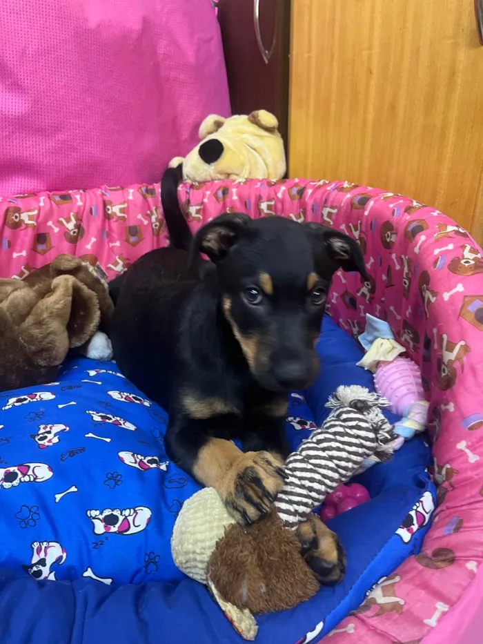Cachorro ra a SRD-ViraLata idade 2 a 6 meses nome Mike