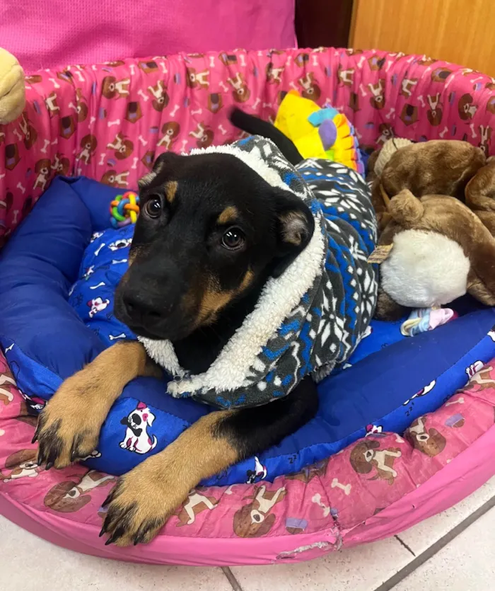 Cachorro ra a SRD-ViraLata idade 2 a 6 meses nome Mike
