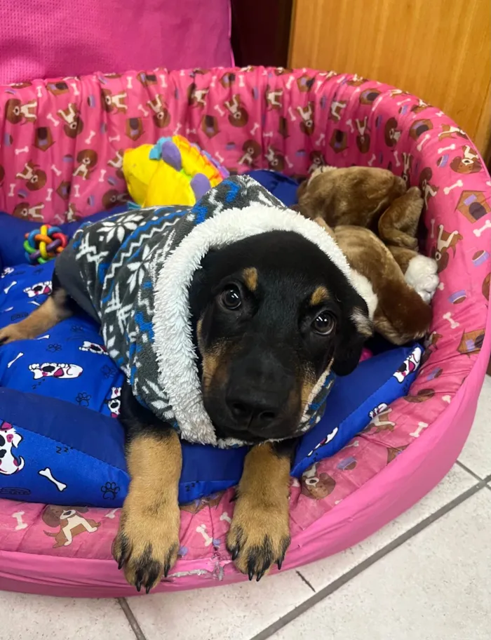 Cachorro ra a SRD-ViraLata idade 2 a 6 meses nome Mike