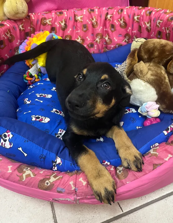 Cachorro ra a SRD-ViraLata idade 2 a 6 meses nome Mike