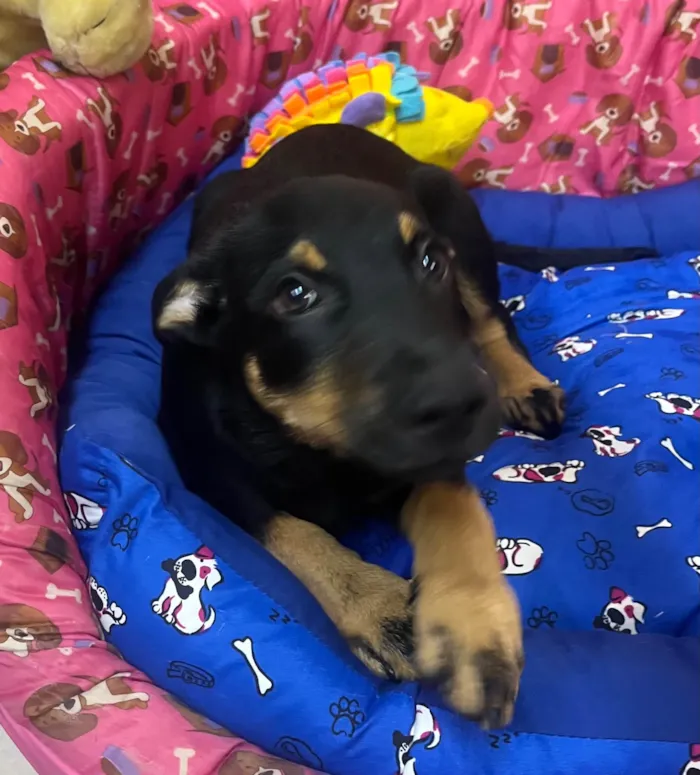 Cachorro ra a SRD-ViraLata idade 2 a 6 meses nome Mike