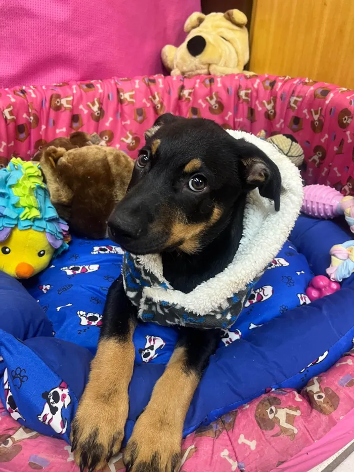 Cachorro ra a SRD-ViraLata idade 2 a 6 meses nome Mike