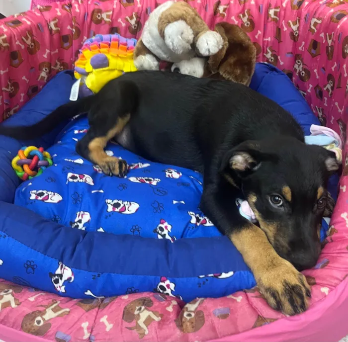 Cachorro ra a SRD-ViraLata idade 2 a 6 meses nome Mike