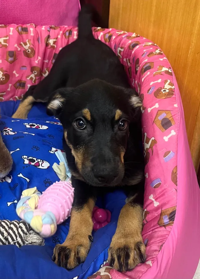 Cachorro ra a SRD-ViraLata idade 2 a 6 meses nome Mike