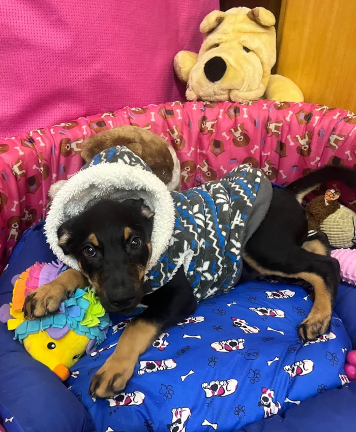 Cachorro ra a SRD-ViraLata idade 2 a 6 meses nome Mike