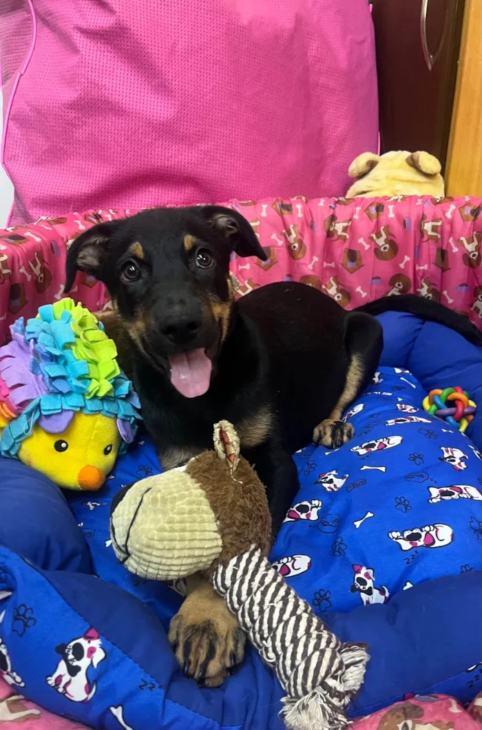 Cachorro ra a SRD-ViraLata idade 2 a 6 meses nome Mike