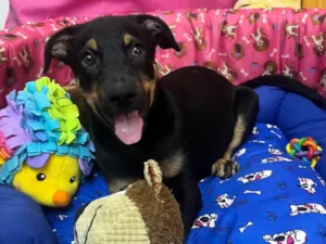 Cachorro raça SRD-ViraLata idade 2 a 6 meses nome Mike