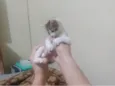 Nala