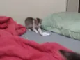 Nala