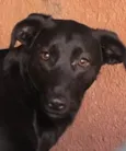 Mel