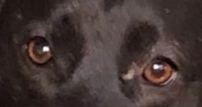 Cachorro ra a SRD-negrapura idade 1 ano nome Mel