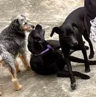 Cachorro ra a SRD-negrapura idade 1 ano nome Mel