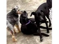 Cachorro ra a SRD-negrapura idade 1 ano nome Mel