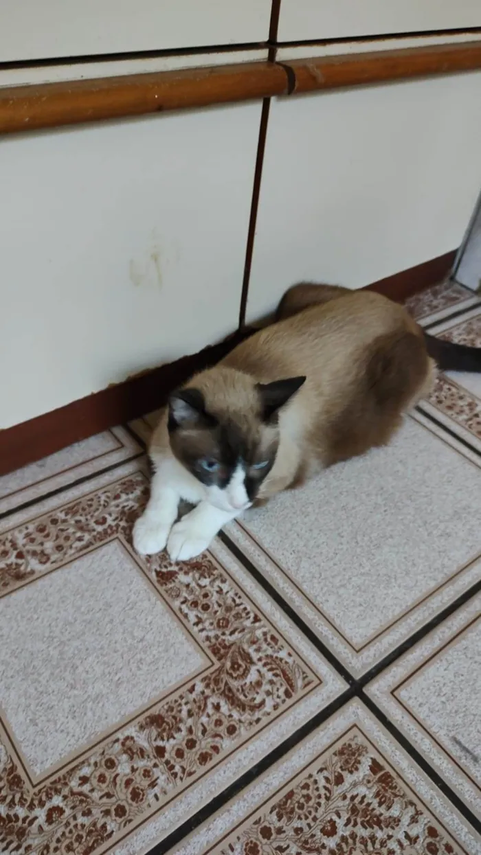 Gato ra a Sialata idade 3 anos nome Mister