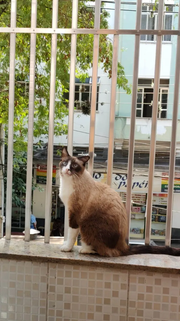 Gato ra a Sialata idade 3 anos nome Mister